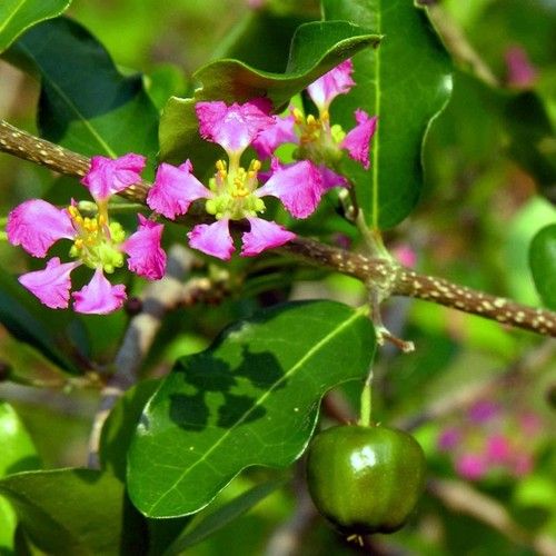 Acerola Blossom