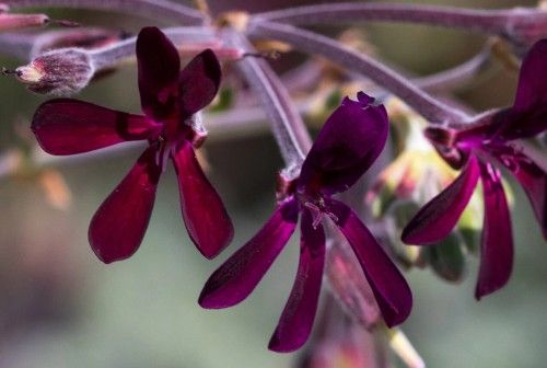 African Geranium