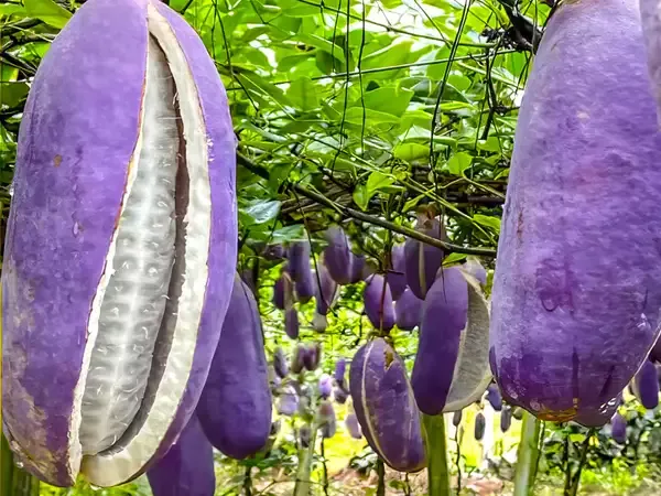 Akebia fruit