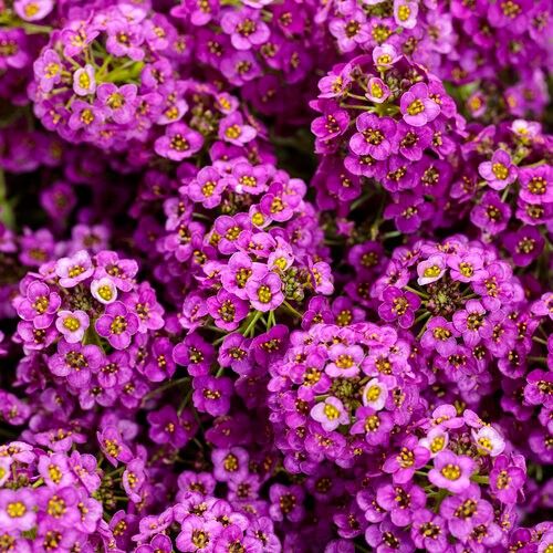 Alyssum