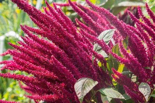 Amaranth