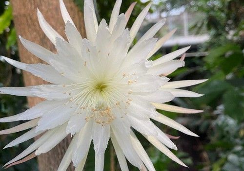 Amazon Moonflower