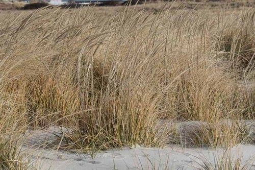 Ammophila (beach grass)