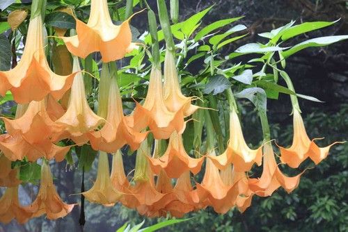 Angels Trumpet