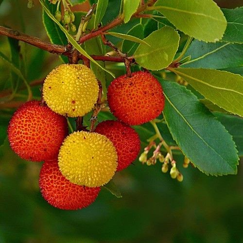 Arbutus (Madrona, Bearberry tree)