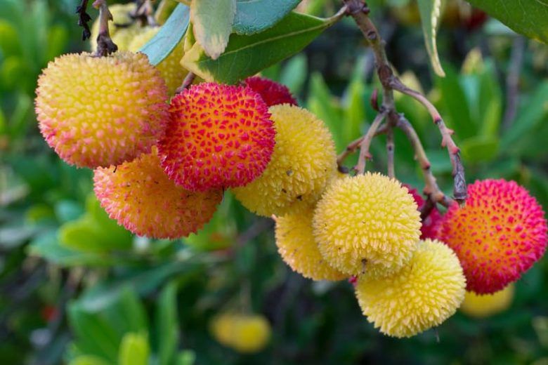 Arbutus