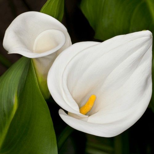 Arum Lily
