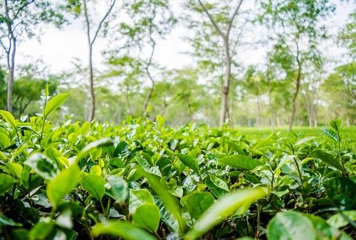Assam Tea