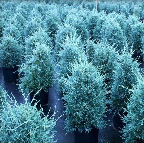 Australian Blue Cypress