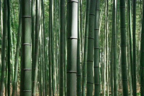 Bamboo