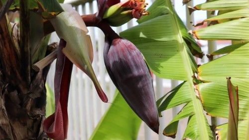 Banana Flower