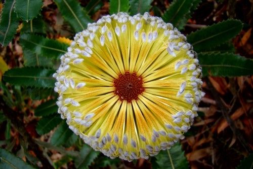 Banksia Australian