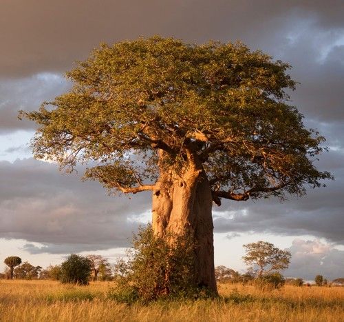 Baobab