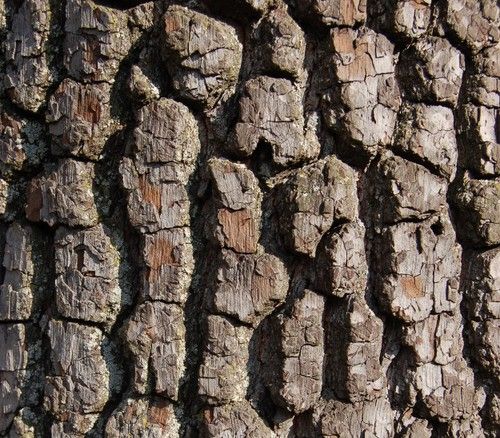 Bark