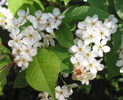 Bird cherry