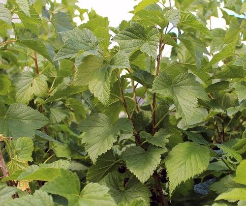 Black currant leaf