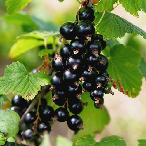 Black Currant