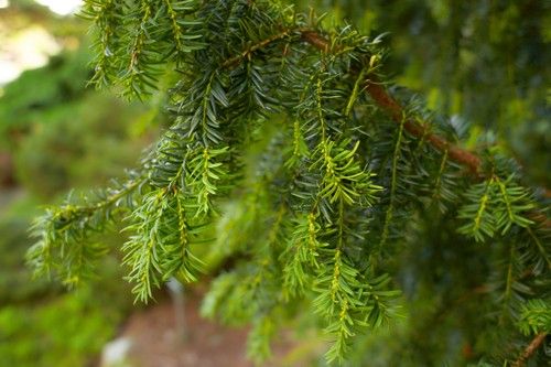 Black hemlock or Tsuga