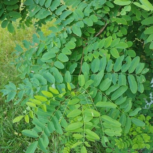Black locust leaf