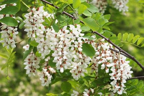 Black locust