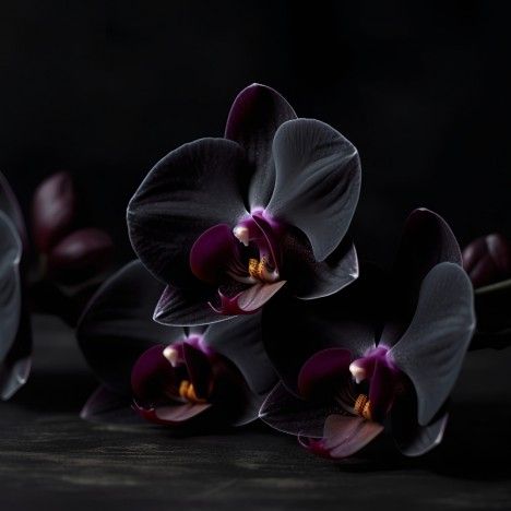 Black Orchid
