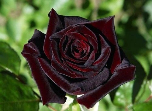 Black Rose