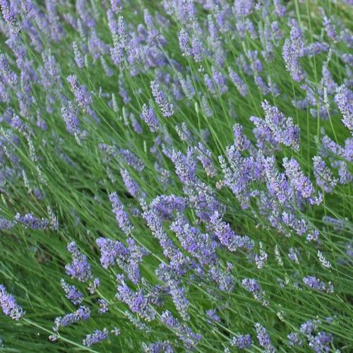 Blue Lavender