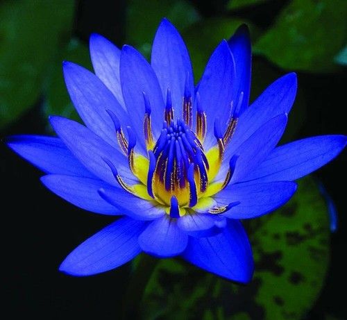 Blue Lotus