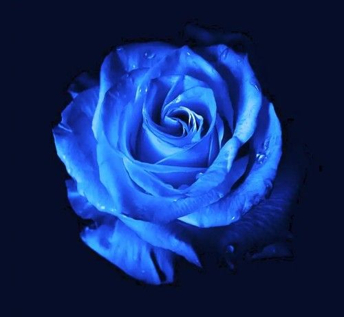 Blue Rose