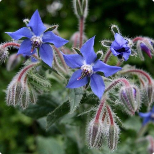 Borage
