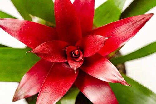 Bromelia