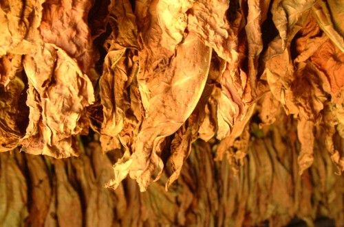 Bulgarian Light Tobacco