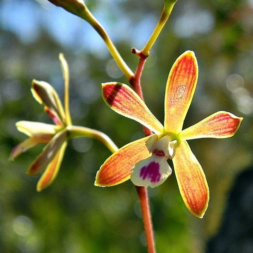 Butterfly Orchid