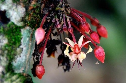 Cacao Blossom