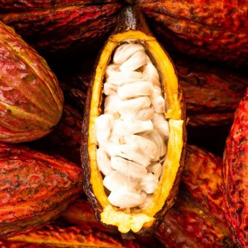 Cacao Pod