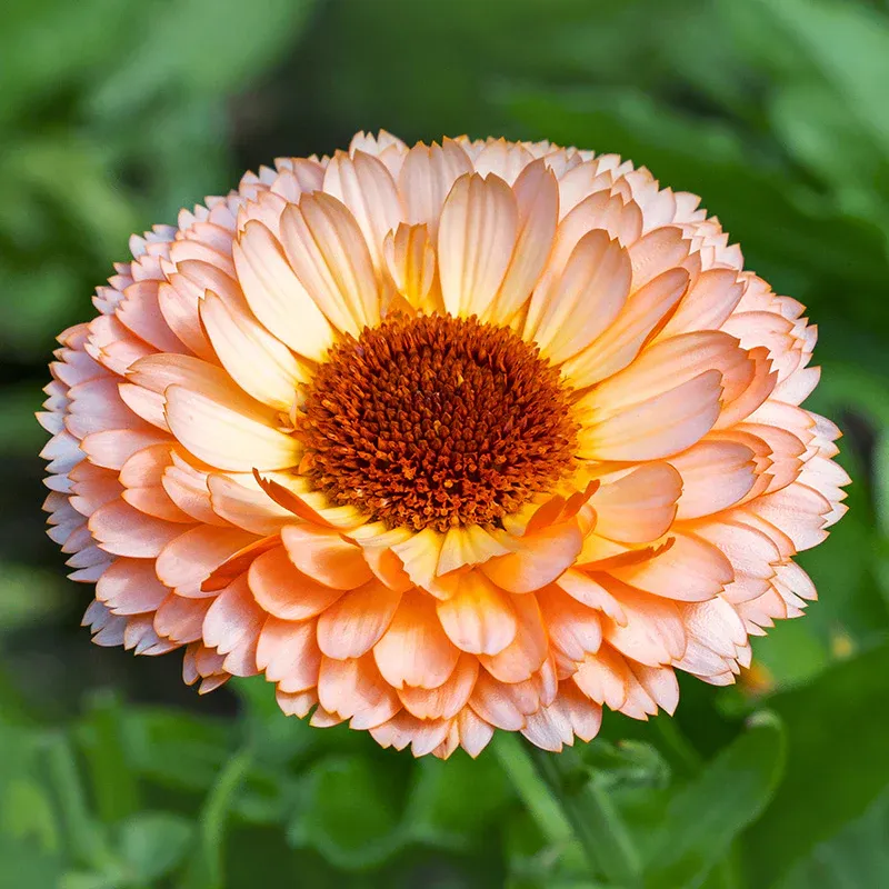 Calendula