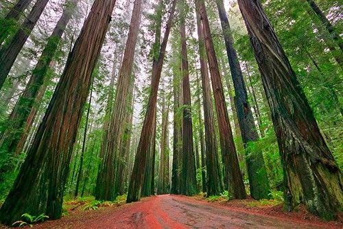 California Redwood