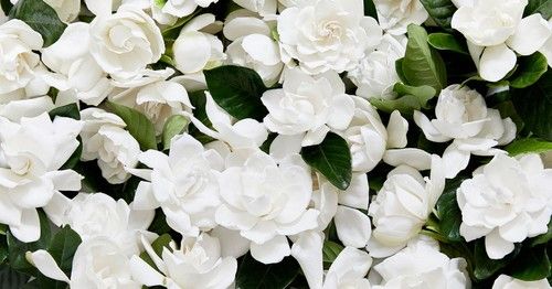 Californian Gardenia