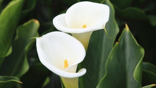 Calla Lily
