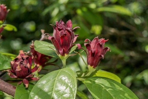 Calycanthus