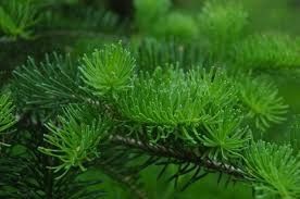 Canadian Fir