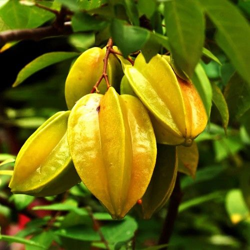 Carambola