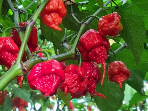 Carolina Reaper