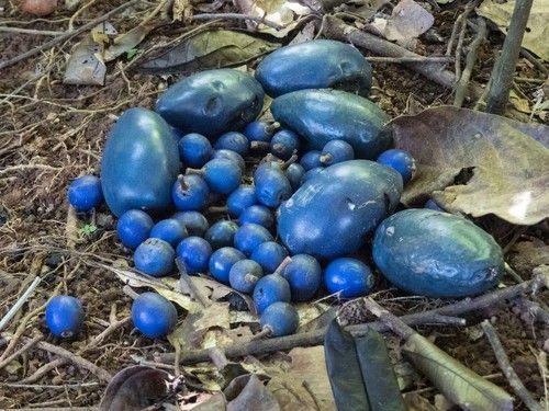 Cassowary fruit