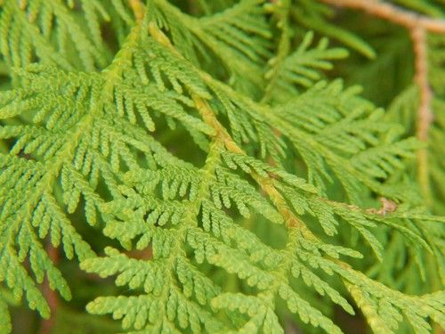 Cedar Leaves