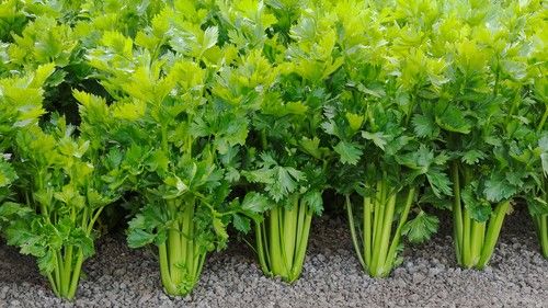 Celery