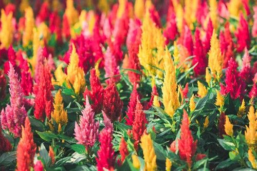 Celosia