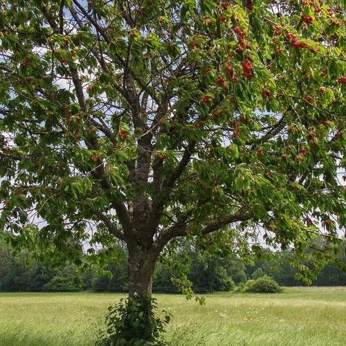 Cherry Tree