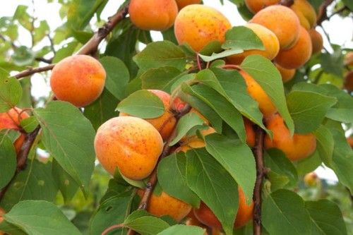 Chinese Apricot