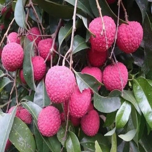 Chinese Litchi